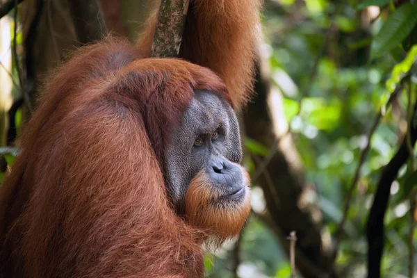 erkek orangutan Sumatra Milli Parkı'nda