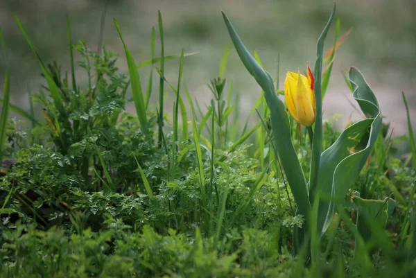 Yeşil otların üzerinde sarı lale