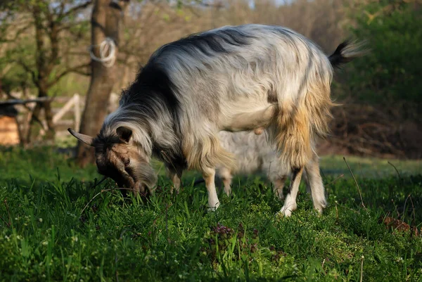 Domestic Goat Eats Fresh Green Grass — Stock Photo, Image