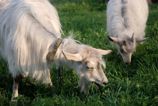 Evcil keçi taze yeşil ot yer.