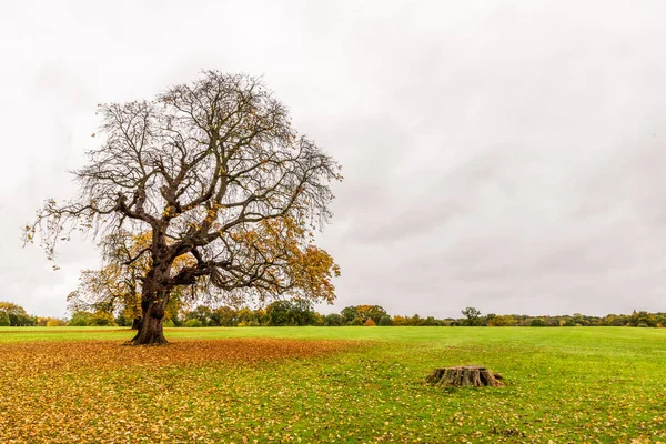 Outono árvores de folhas amarelas e vermelhas em um parque na Inglaterra — Fotografia de Stock