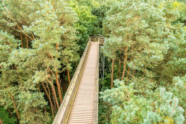 Bovenaanzicht van de Tree Top lopen in bos — Stockfoto