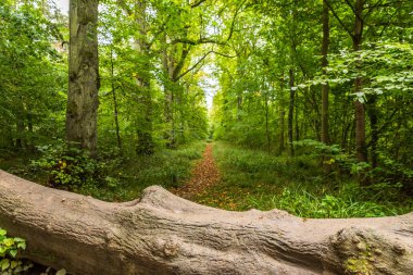 İngilizce orman patika üzerinde düşmüş bir ağaç
