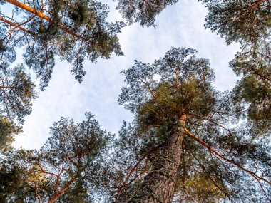Görünüm çam ağaçları kron dalları kış orman veya ormandaki tabandan bakılması