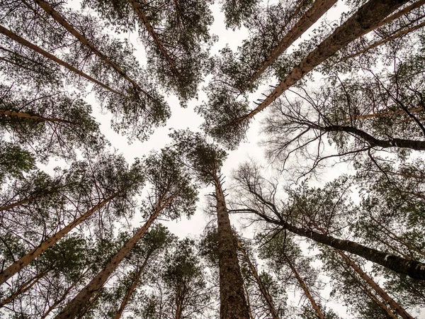 Olhando para cima vista de baixo para cima pinheiros coroas ramos em florestas de inverno ou floresta — Fotografia de Stock