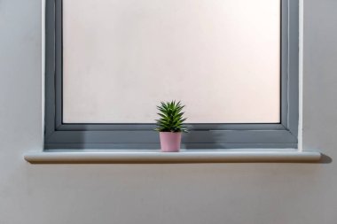 Saksıyı parlak bir pencerede kaktüs