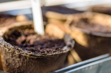 Doğal ışık altında ayrıştırılabilir tohumlar ve pencerenin yanındaki yeni bitkiler yeni sezon ev bahçesine hazır.