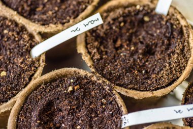 Doğal ışık altında ayrıştırılabilir tohumlar ve pencerenin yanındaki yeni bitkiler yeni sezon ev bahçesine hazır.