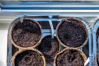 Doğal ışık altında ayrıştırılabilir tohumlar ve pencerenin yanındaki yeni bitkiler yeni sezon ev bahçesine hazır.