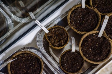 Oda lambasının altındaki pencerenin yanına istiflenmiş ayrıştırılabilir tohum saksıları yeni sezon bahçıvanlığı için hazır.