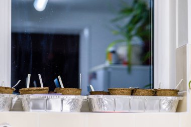 Oda lambasının altındaki pencerenin yanına istiflenmiş ayrıştırılabilir tohum saksıları yeni sezon bahçıvanlığı için hazır.