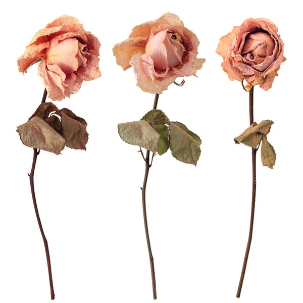 Tre torkade rosor — Stockfoto