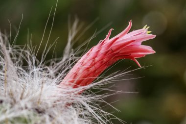 Dikenli kaktüs çiçek açan
