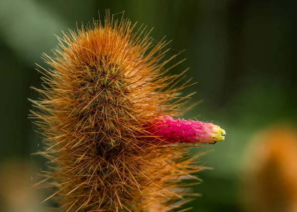 Цветущий колючий кактус — стоковое фото