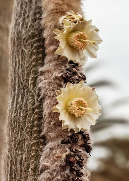 Blommande taggig kaktus — Stockfoto