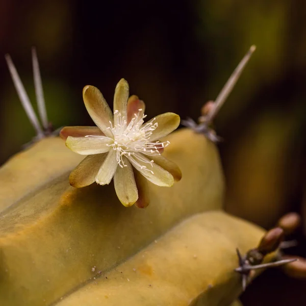 Blommande taggig kaktus — Stockfoto