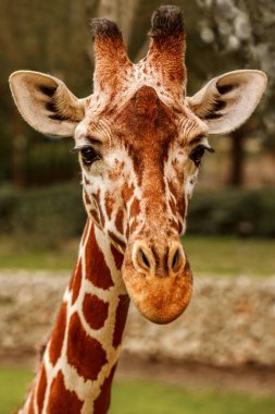Hayvanat bahçesinde zürafa ileri görünüyor