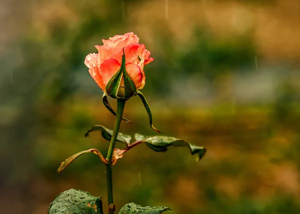 Kwiat Róża Rośnie Ogrodzie Deszczu — Zdjęcie stockowe