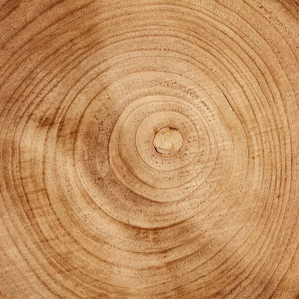 Brett Aus Einem Natürlichen Baum — Stockfoto