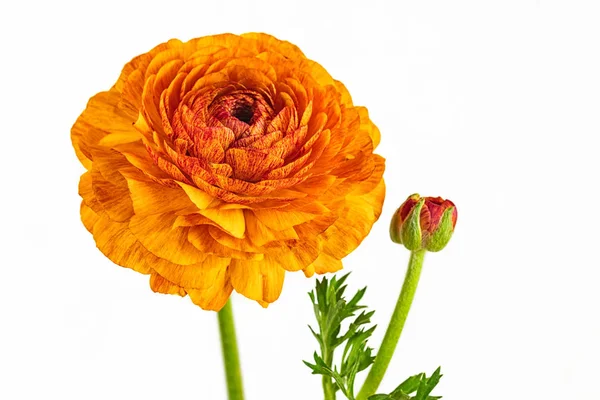 Orange Blommade Smörblomma Vit Bakgrund — Stockfoto