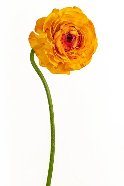 Buttercup Amarillo Una Pierna Larga — Foto de Stock