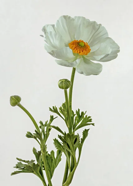 Fleur Buttercup Blanche Fleurie Sur Fond Blanc — Photo