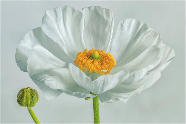 Postkarte Mit Einem Bild Der Blume — Stockfoto