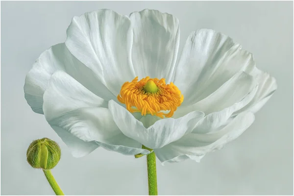 Postal Con Una Foto Flor — Foto de Stock