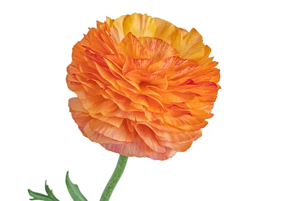 Oranžové Kvetoucí Blatouch Bílém Pozadí — Stock fotografie