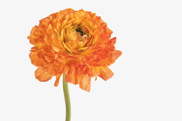 Orange Blommade Smörblomma Vit Bakgrund — Stockfoto
