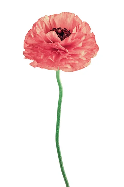 Uzun Bir Bacak Üzerinde Kırmızı Çiçek Düğün Çiçeği — Stok fotoğraf