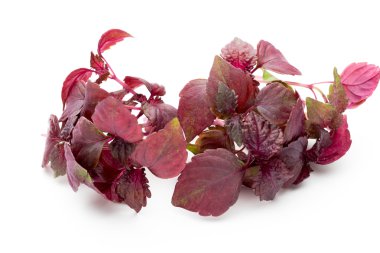 Perilla (Shiso) Yaprak beyaz arkaplanda.