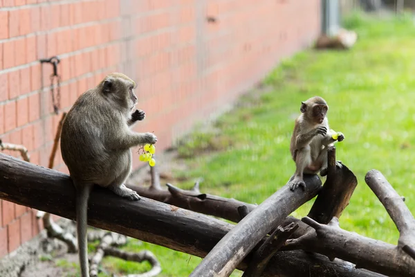 Familia de monos en la comida . — Foto de Stock