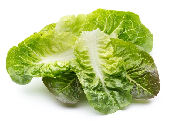 Oak Leaf lettuce isolated on white background. — Stock Photo, Image