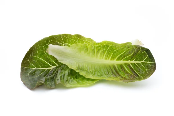 Cos Lettuce on the White Background. — Stock Photo, Image