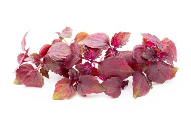 Perilla (Shiso) Yaprak beyaz arkaplanda.