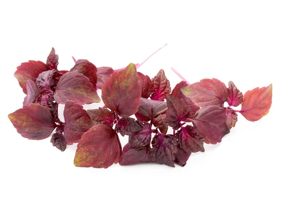 Perilla (Shiso) Blatt auf weißem Hintergrund. — Stockfoto