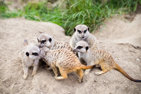 Çöl faresi, Suricata, suricatta olarak da bilinen suricate. Wildlif — Stok fotoğraf