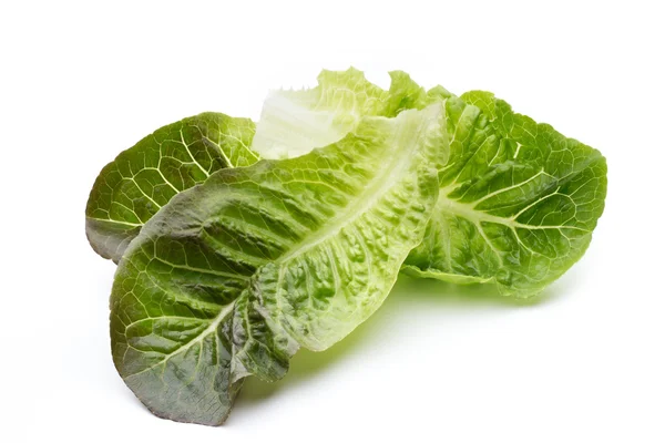 Oak Leaf lettuce isolated on white background. — Stock Photo, Image