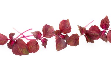 Perilla (Shiso) Yaprak beyaz arkaplanda.