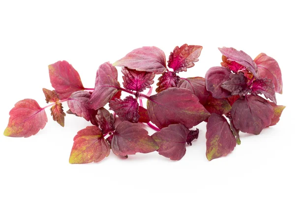 Perilla (Shiso) Blatt auf weißem Hintergrund. — Stockfoto