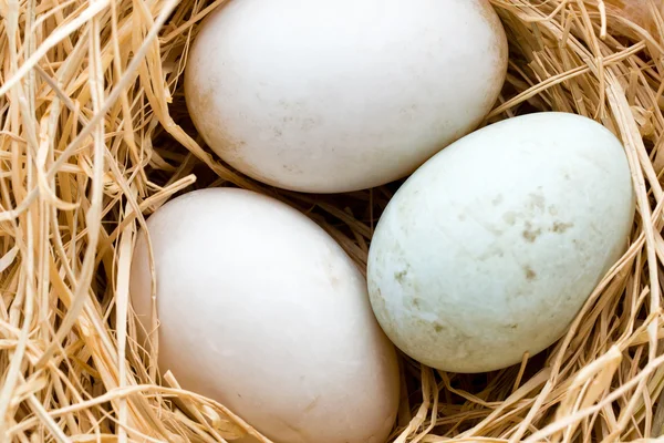 Φωλιά αυγών πάπιας, σύμβολο Πάσχα άνοιξη. — Φωτογραφία Αρχείου