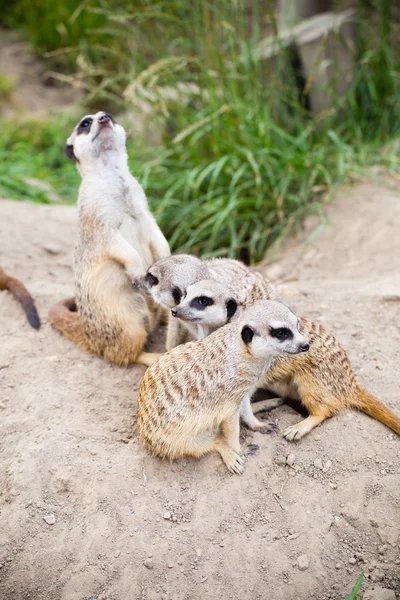 Meerkat, Suricata, suricatta également connu sous le nom de suricate. Wildlif — Photo