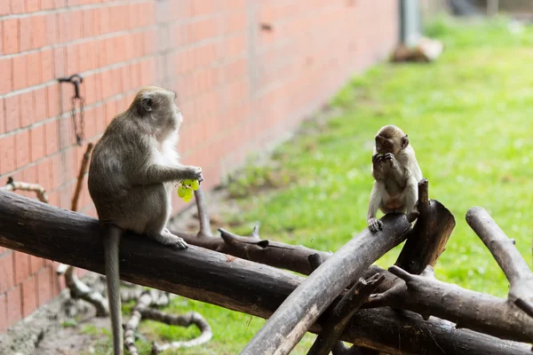 Familia de monos en la comida . — Foto de Stock