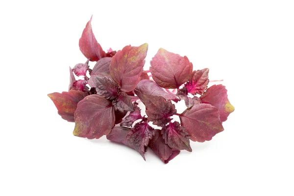 Perilla (Shiso) Foglia su sfondo bianco. — Foto Stock