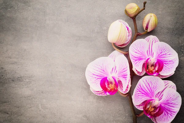 Spa orchid theme objects on grey background. — Stock Photo, Image