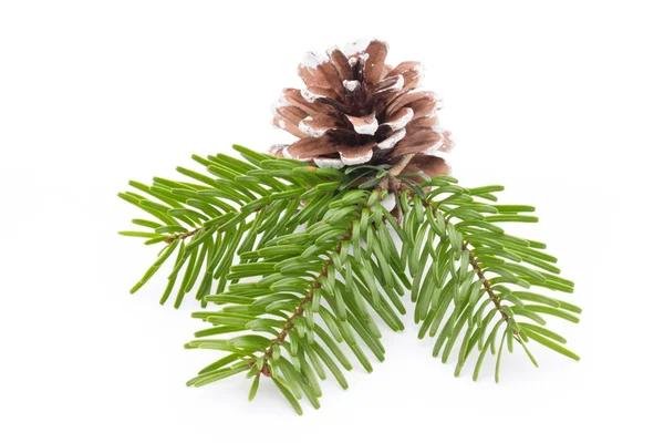 Fir tree branch and cones isolated on white background. — Stock Photo, Image