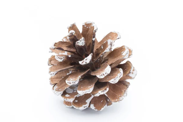 Fir tree branch and cones isolated on white background. — Stock Photo, Image