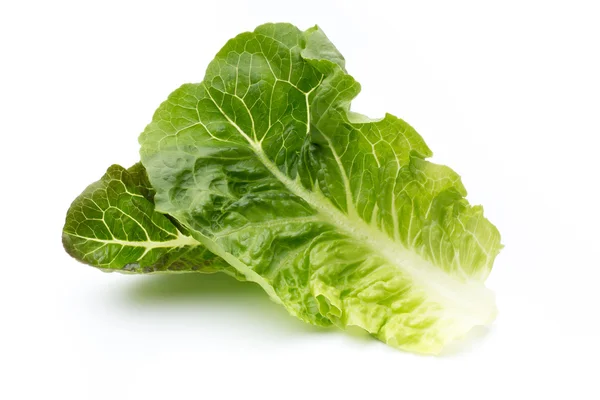 Oak Leaf lettuce isolated on white background. — Stock Photo, Image