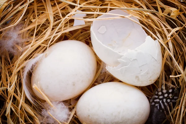 Nido di uova d'anatra, simbolo pasquale primaverile. — Foto Stock